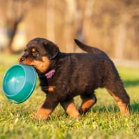 Why Quality Pet Food Is Essential? Uses, Benefits And 5 Ways To Ensure Safety