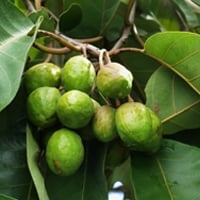 Haritaki: Benefits, Uses, Dosage, Formulations, and Side Effects