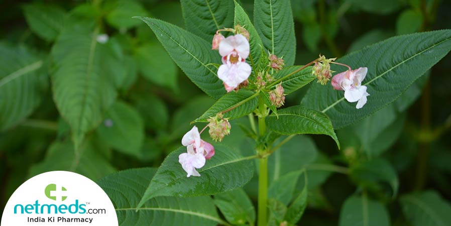 Kutki Benefits and side effects