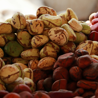 Kola Nuts: Top Health Benefits, Aphrodisiac Properties, Uses, and Side Effects Explained