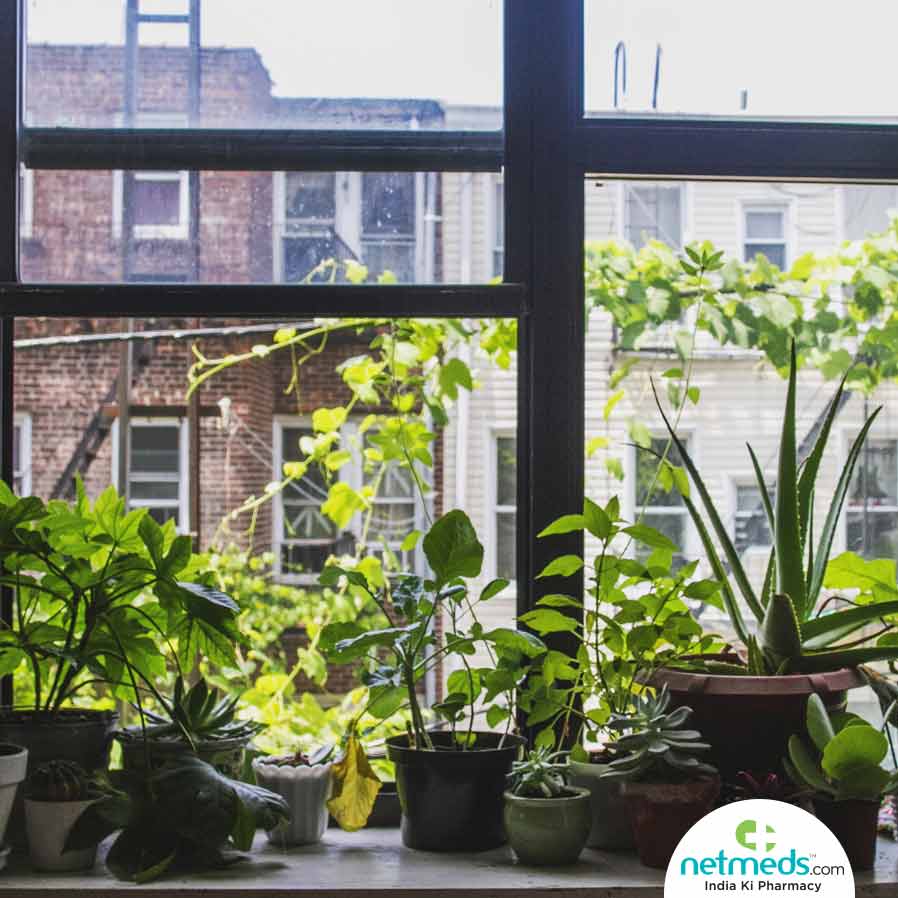 Garden inside a home