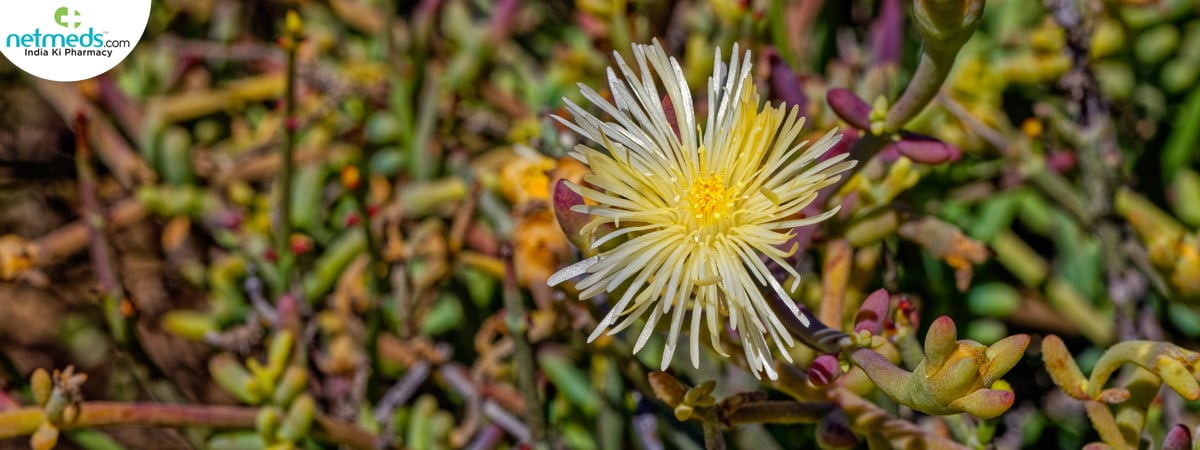 kanna plant