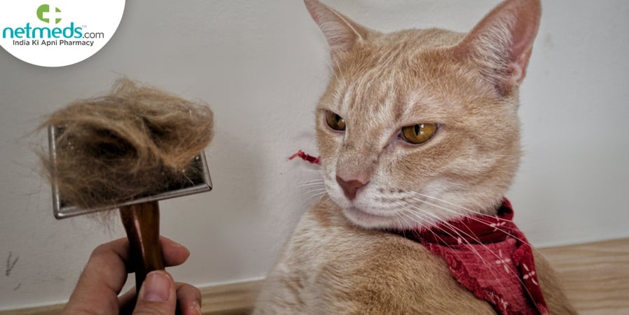 pet dander