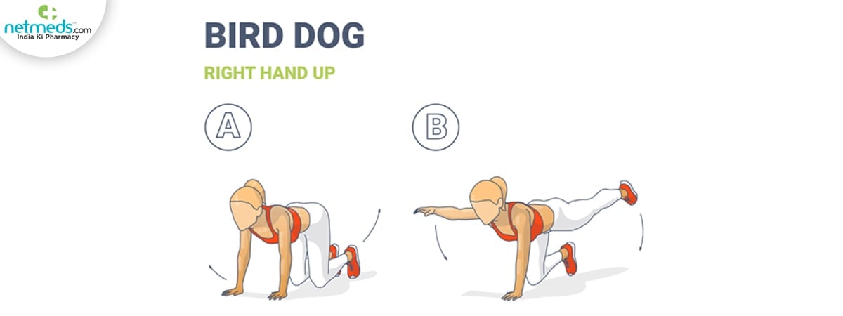bird dog exercise