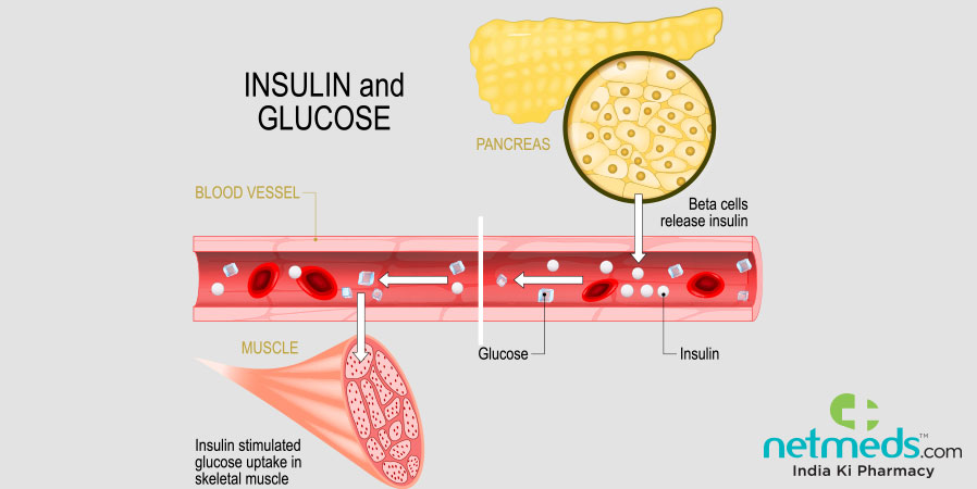 Insulin and Glucose