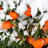 Clementine/Christmas Orange: Health Benefits, Uses And Recipes Of This Exotic Fruit