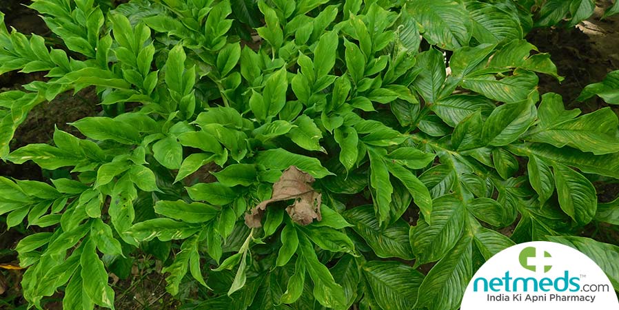 Elephant Foot Yam Plant