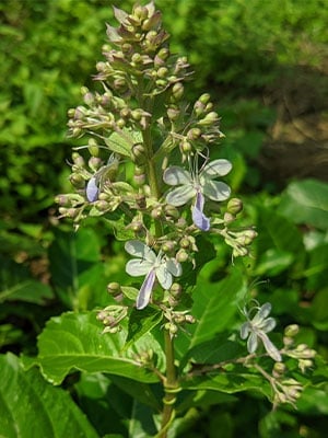 Bharangi (Clerodendrum serratum): Uses, Benefits, Ingredients, Method, Dosage, Side-Effects And Precautions