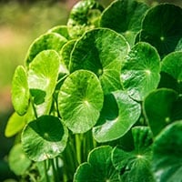 Vallarai Keerai: Health Benefits, Nutrition, Uses For Skin And Hair, Recipes, Side Effects