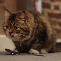 Cat Health: Why Are Feline Supplements Taking Off? Top 5 To Keep Your Pet Healthy