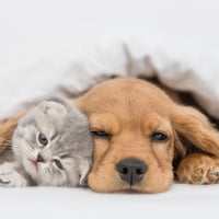 Asthma In Pets: Discomfort This Ailment Can Bring To Your Furry Friend. Here Is How You Treat?