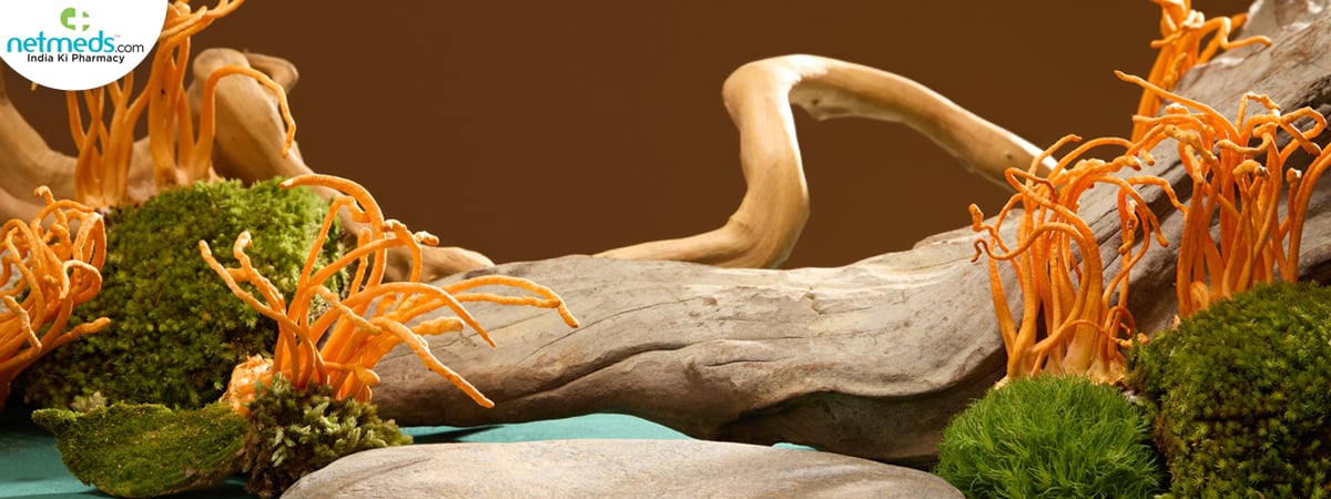 cordyceps 