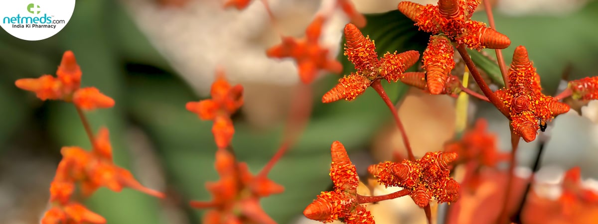 welswitchia plant