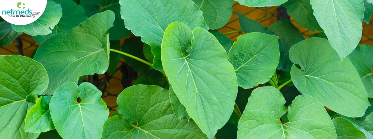 anamu plant