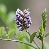 Mulethi/Licorice Powder: Benefits, Uses, Ingredients, Method, Dosage and Side Effects