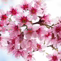 Padmak/Prunus Cerasoides: Uses, Health Benefits, Ayurvedic Indications, Side Effects And Precautions