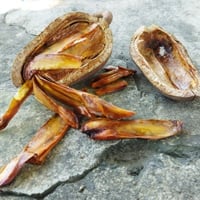 Sky Fruit/Sugar Badam: Nutrition, Health Benefits And Therapeutic Use Of This Wonder Fruit For Diabetes