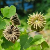 Atibala: Uses, Benefits, Indications, Doshas, Dosage, Side-Effects And Precautions