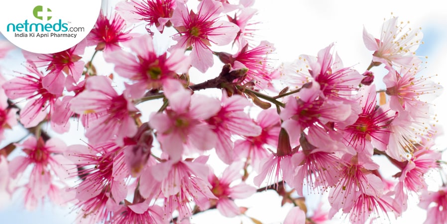 Padmak plant with flowers