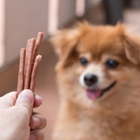 Pet Snacks: What Healthy Eatables Your Four-Legged Can Nibble On To Anytime Of The Day