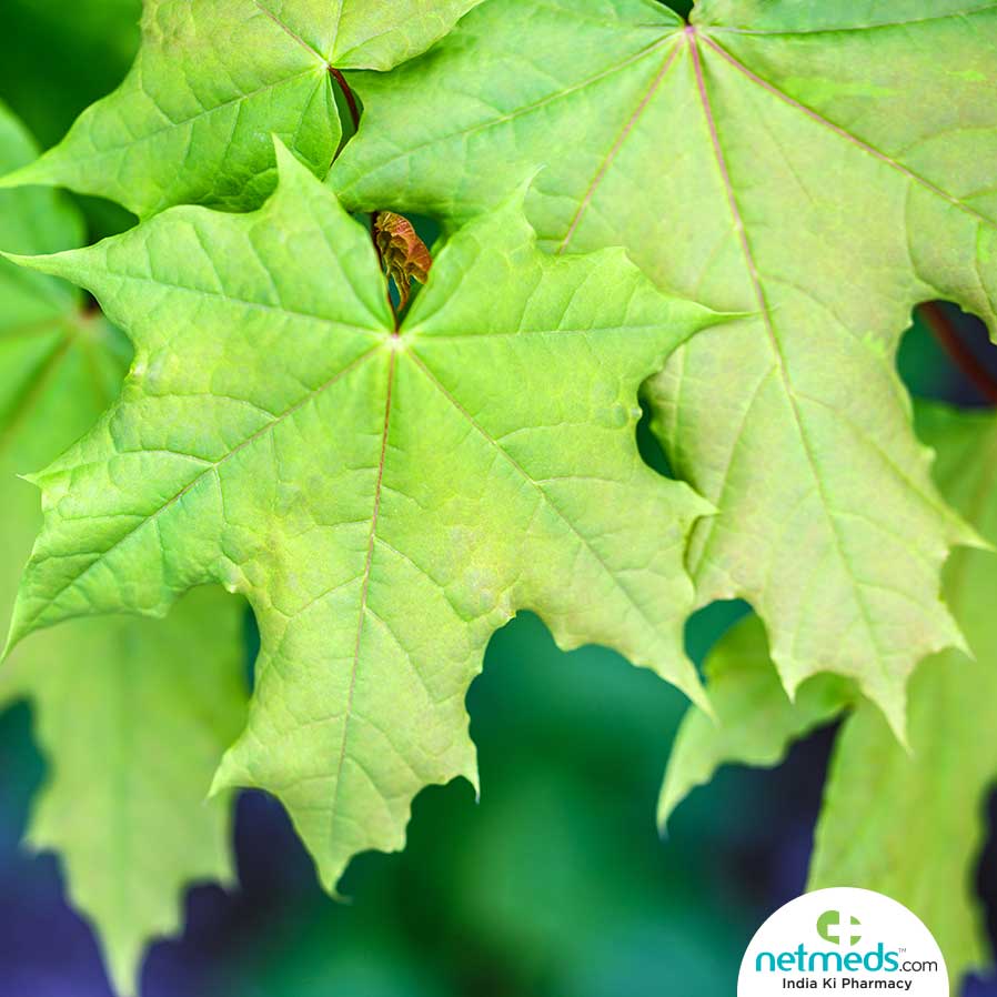 Maple Leaves