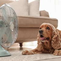 Pet Care In Summer? These Dog Care Tips Will Help The Four-Legged Beat The Heat