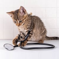 Do Cats Get Joint Problems? Causes, Symptoms And How to Improve Their Health