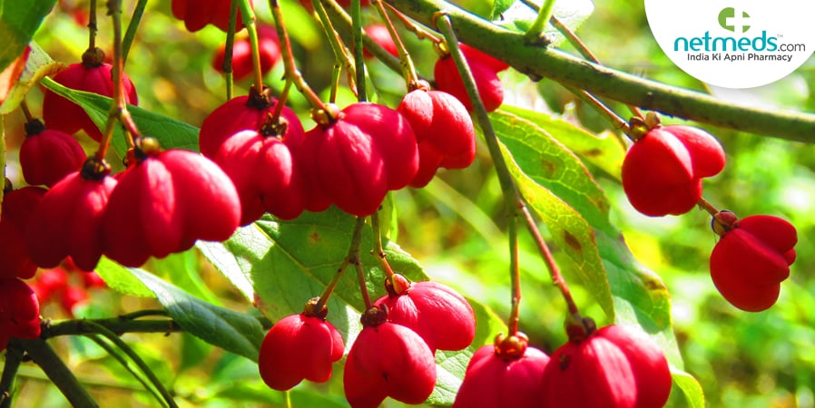 Goji berries