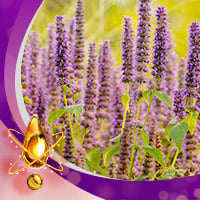 Korean Mint Essential Oil: Your Must-Have Beauty Ingredient For That Flawless Glass Skin-Infographic