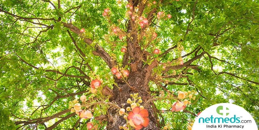 Sal tree