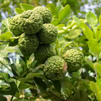 Kaffir Lime/Makrut Lime: Uses, Benefits Of This Daily Skincare Ingredient