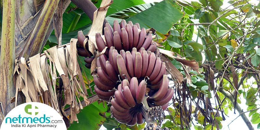 Red Banana Tree