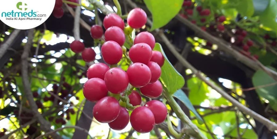 guduchi plant