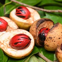 Nutmeg/Jaiphal: 5 Splendid Wellness Incentives Of This Aromatic Spice