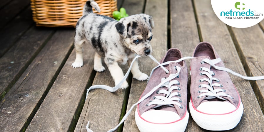 Puppy Teething