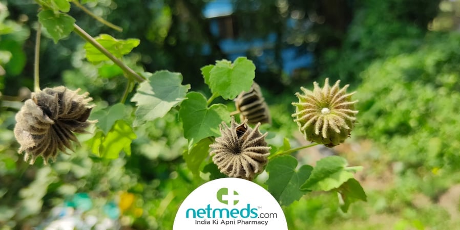Atibala uses and benefits