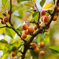 Amalbedha: Uses, Benefits, Effect On Doshas, Dosage, Side-effects, And Precautions