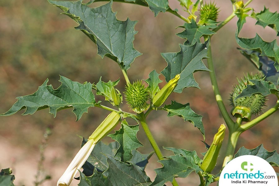 datura benefits