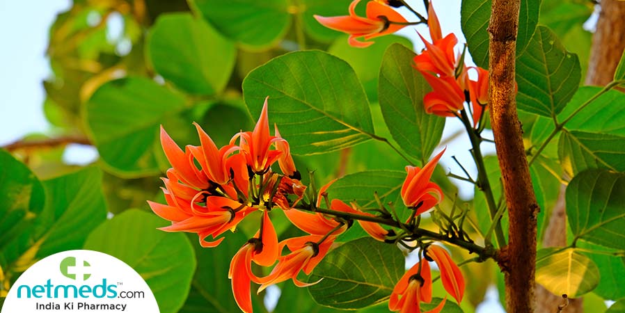 Palash plant