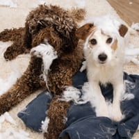 Pet Behaviour: Do Dogs Have Temper Tantrums? This Is How You Deal With It And Identify The Cause