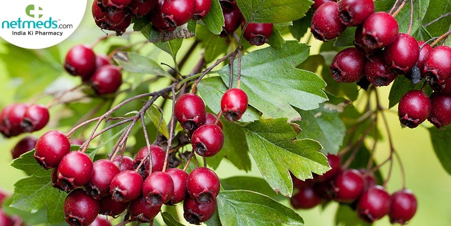Hawthorn