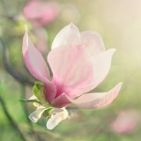 Magnolia:  Discover Its Health Benefits, Uses, And How To Make Herbal Tea From This Beautiful Herb