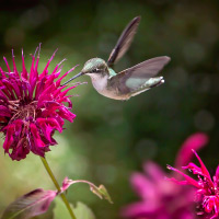 Bee Balm: Uses, Health And Skin Benefits Of This Fragrant Flower And Its Essential Oil-Infographic