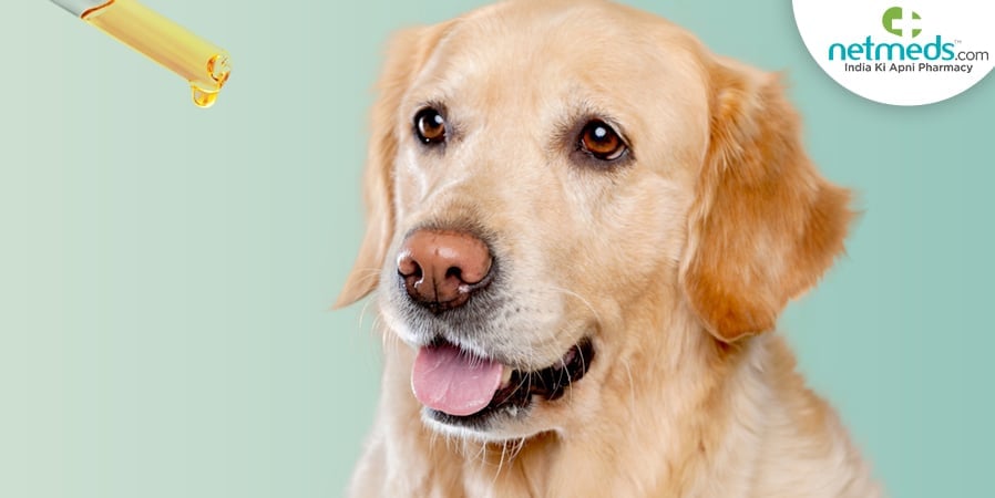 coconut milk for dog