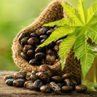 Castor Oil: Therapeutic Benefits, Uses For Skin And Hair Health
