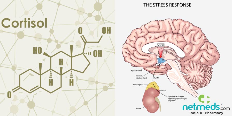 Cartisol - The stress response