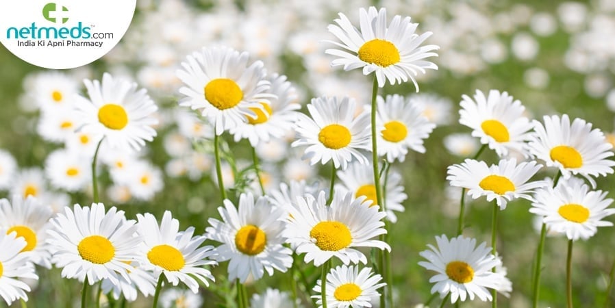 Akarkara flowers