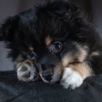 Dealing With Anxious Dog? Anxiety Triggers, Symptoms And Here Is What You Can Do To Calm Your Furry Friend.