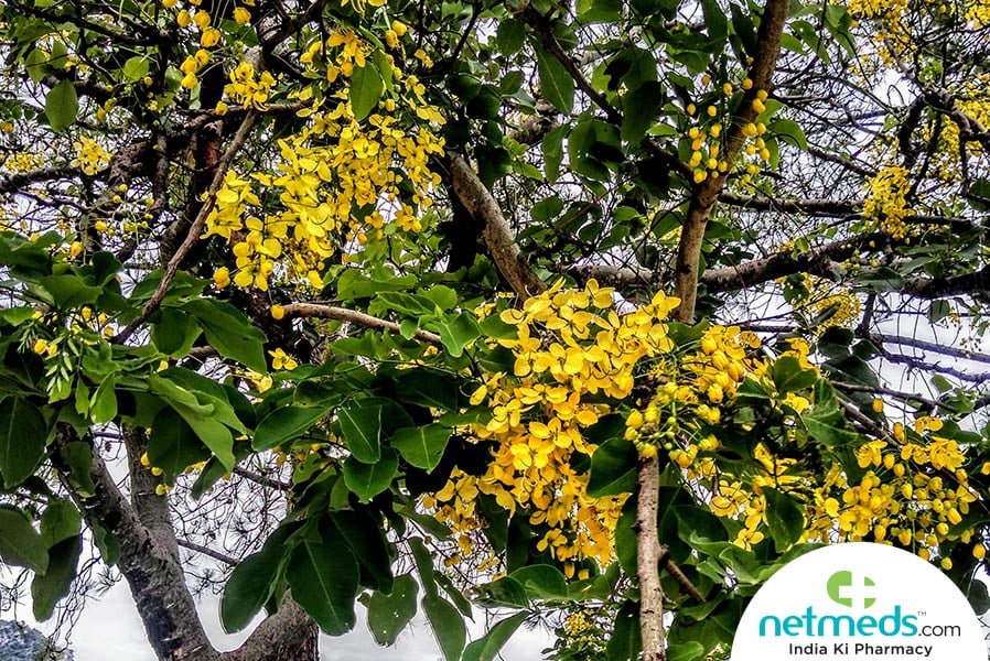 vijaysar tree