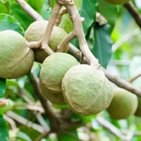 Discover Kukui Nuts: Health Benefits, Uses, Precautions And How To Add To Diet
